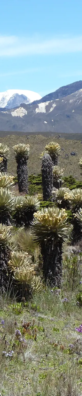 Wandern im Los Nevados Nationalpark